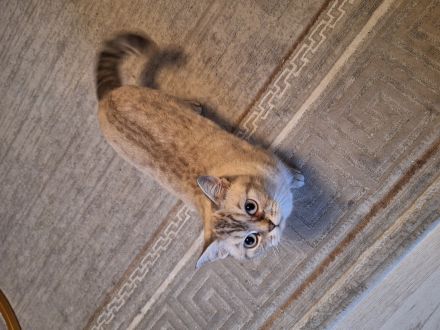 Süße reinrassige BKH Kitten suchen Zuhause