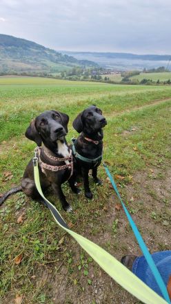 Magyar Vizsla-Mix Welpen