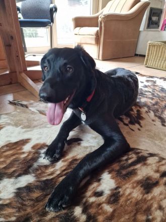 Magyar Vizsla-Mix Welpen