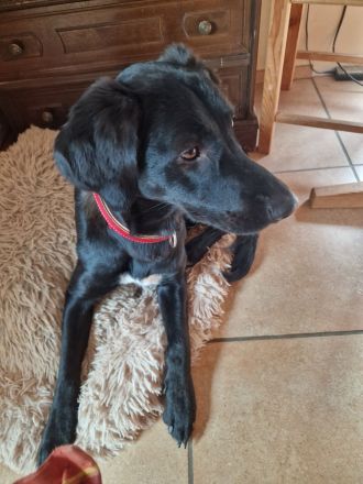 Magyar Vizsla-Mix Welpen