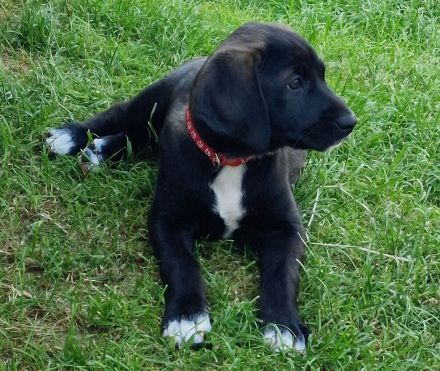 Magyar Vizsla-Mix Welpen