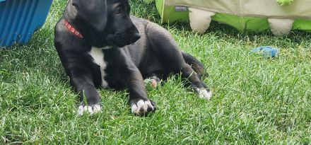 Magyar Vizsla-Mix Welpen