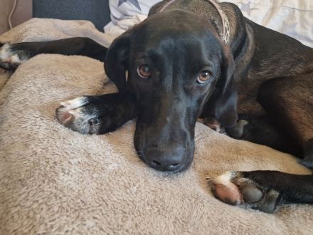 Magyar Vizsla-Mix Welpen