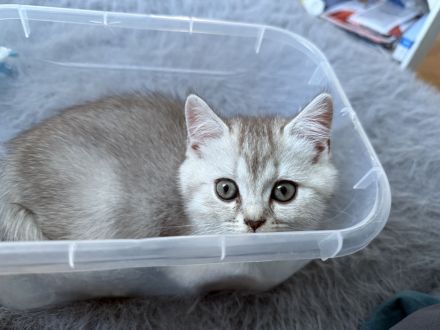 BKH Kitten ab 06.07 Abgabebereit