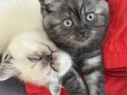 BKH Kitten ab 06.07 Abgabebereit