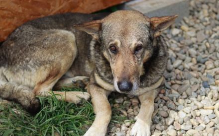 Schäferhund-Mischling Tango