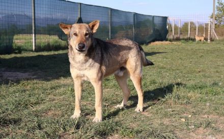 Schäferhund-Mischling Tango