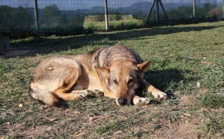 Schäferhund-Mischling Tango