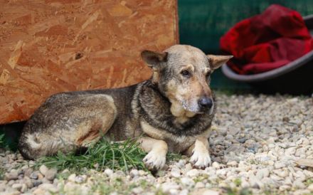 Schäferhund-Mischling Tango