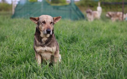 Schäferhund-Mischling Tango
