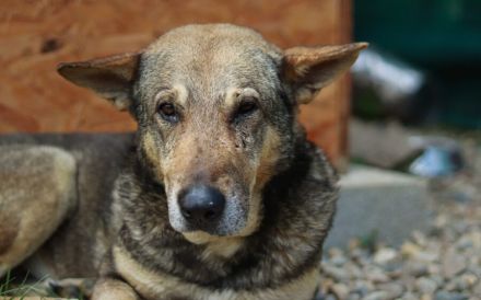 Schäferhund-Mischling Tango