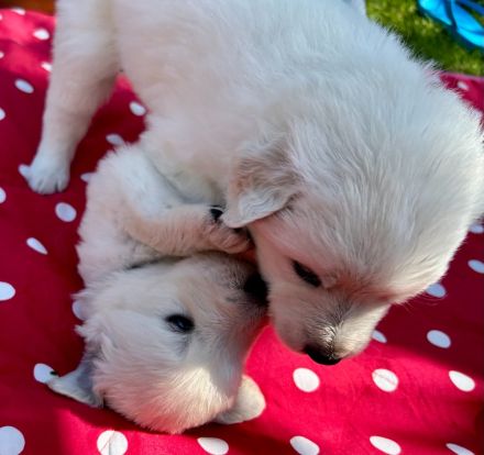 Bella - slovensky cuvac