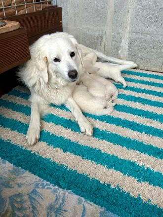 Bella - slovensky cuvac