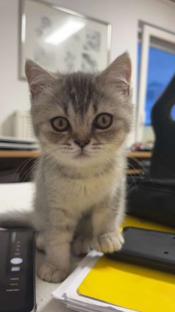 BHK Britisch Kurzhaar reinrassig