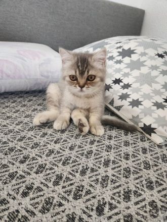 BHK Britisch Kurzhaar reinrassig