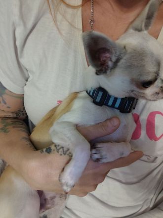 Chihuahua Deckrüde Hannibal