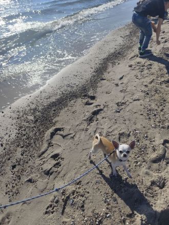 Chihuahua Deckrüde Hannibal