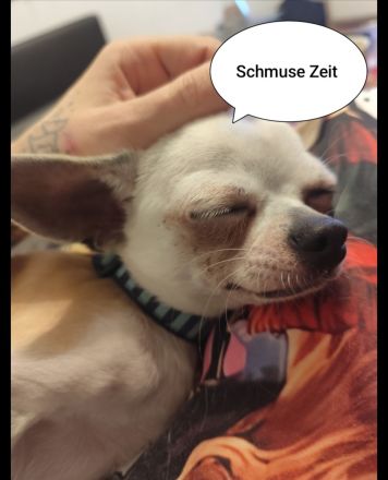 Chihuahua Deckrüde Hannibal