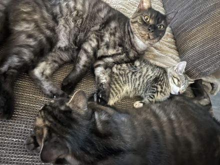 Britisch Kurzhaar Kitten Weibchen !