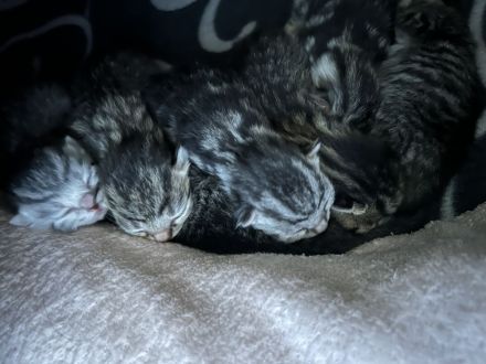 Britisch Kurzhaar Kitten Weibchen !