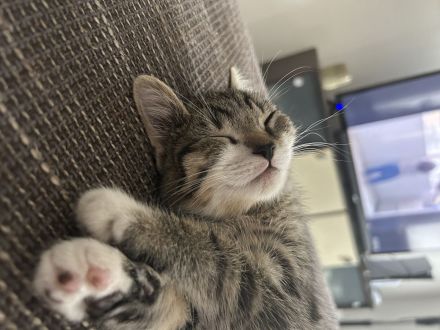 Britisch Kurzhaar Kitten Weibchen !