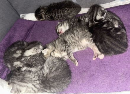 Britisch Kurzhaar Kitten Weibchen !