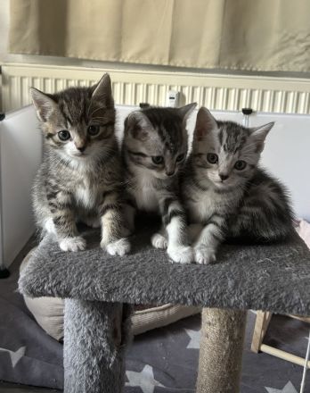 Britisch Kurzhaar Kitten Weibchen !