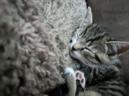 Britisch Kurzhaar Kitten Weibchen !