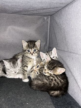 Britisch Kurzhaar Kitten Weibchen !