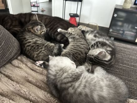 Britisch Kurzhaar Kitten Weibchen !