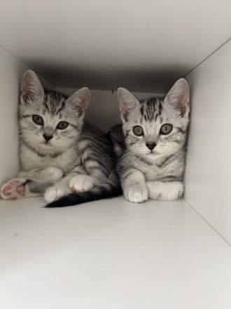 Britisch Kurzhaar Kitten Weibchen !