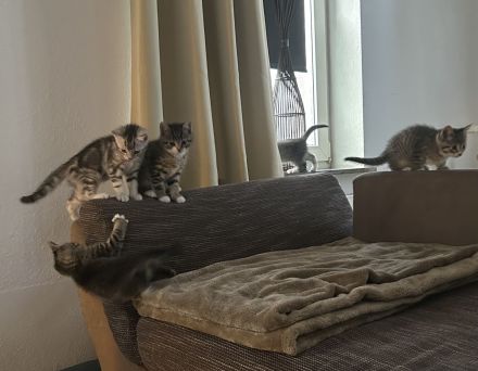 Britisch Kurzhaar Kitten Weibchen !