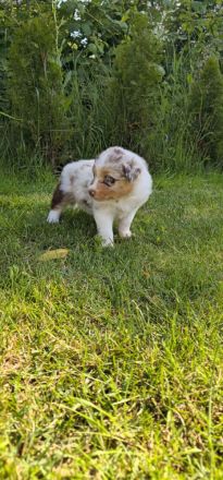 Mini Australien Sheperd Welpen reinrassig