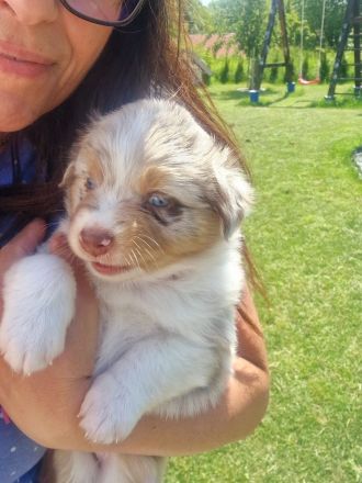 Mini Australien Sheperd Welpen reinrassig