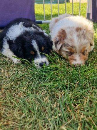 Mini Australien Sheperd Welpen reinrassig