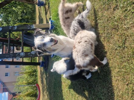 Mini Australien Sheperd Welpen reinrassig