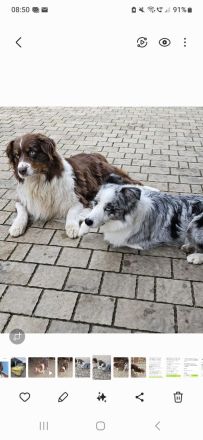 Mini Australien Sheperd Welpen reinrassig