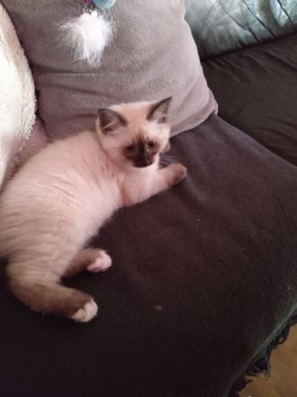 2 kleine, süße Kater - Heilige Birma