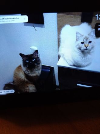 2 kleine, süße Kater - Heilige Birma