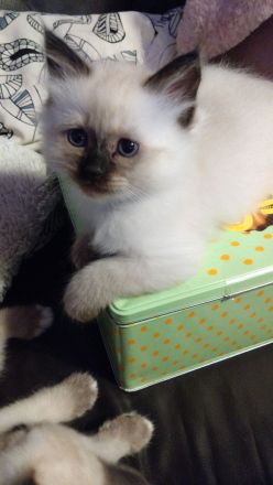 2 kleine, süße Kater - Heilige Birma