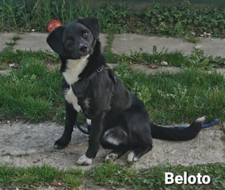 Toller Kumpel auf vier Pfoten