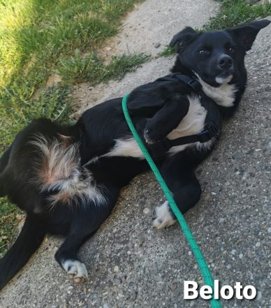 Toller Kumpel auf vier Pfoten