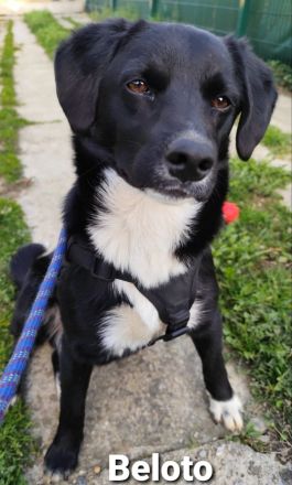 Toller Kumpel auf vier Pfoten