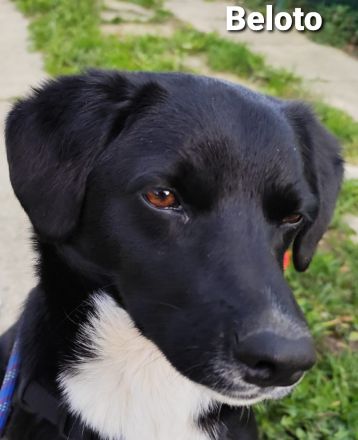 Toller Kumpel auf vier Pfoten