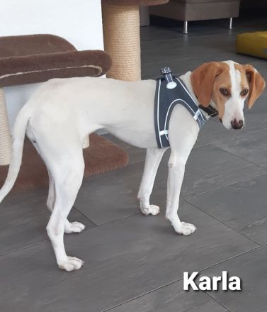 Wundervolles Wesen und ellenlange Beine = Karla