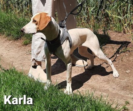 Wundervolles Wesen und ellenlange Beine = Karla