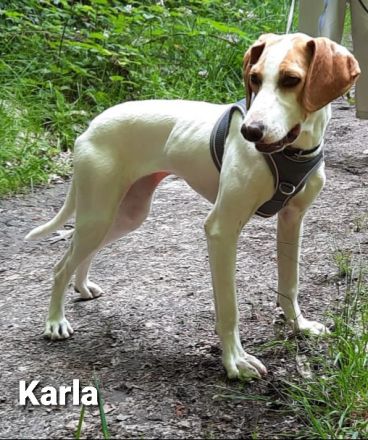 Wundervolles Wesen und ellenlange Beine = Karla