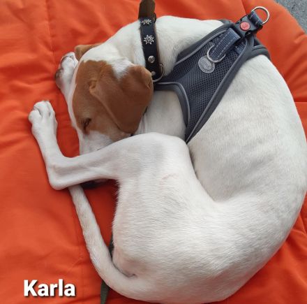 Wundervolles Wesen und ellenlange Beine = Karla