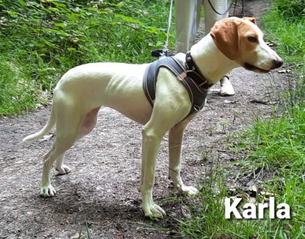 Wundervolles Wesen und ellenlange Beine = Karla