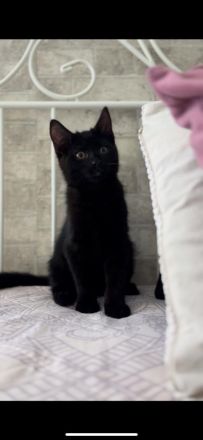 babykater absofort abzugeben